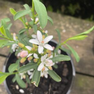 Philotheca Profusion