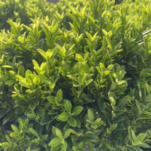 Euonymus Easy Hedge