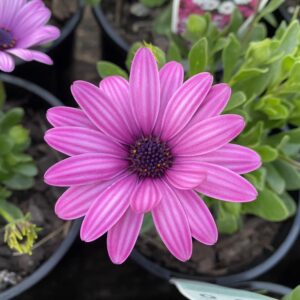 African Daisy