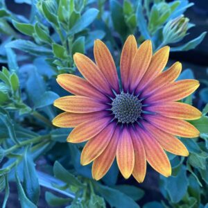 African Daisy