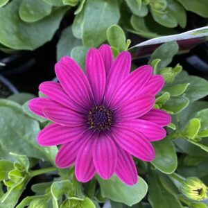 African Daisy