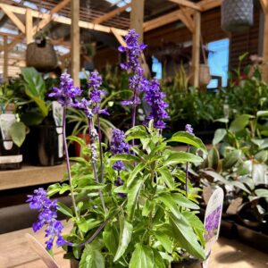 Salvia Unplugged So Blue