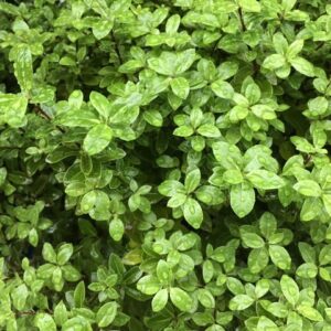 Pittosporum Golf Ball