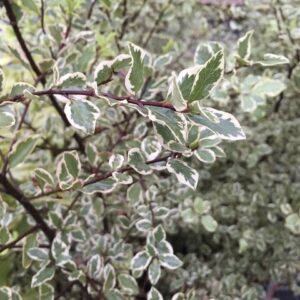 Pittosporum Ivory Sheen