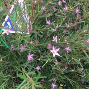 Willow-leaved Crowea