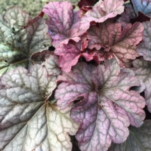 Heuchera
