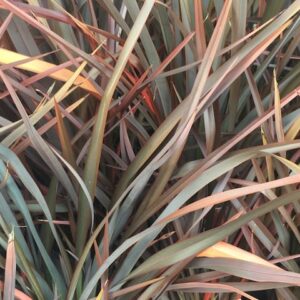 Bronze Baby New Zealand Flax