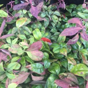 Nandina Blush