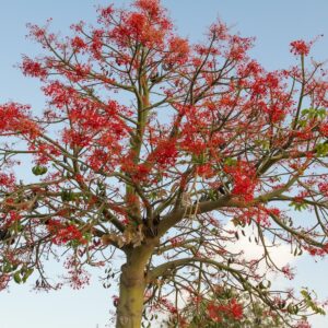 Illawarra Flame tree