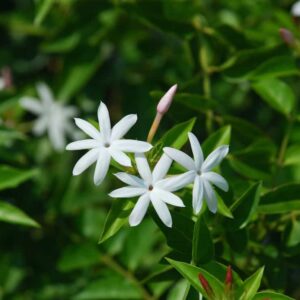 Angel Wing Jasmine