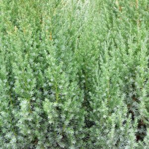 Pyramidalis Chinese Juniper