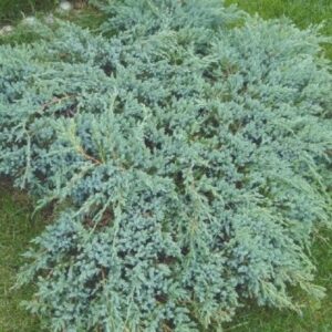 Douglas Creeping Juniper