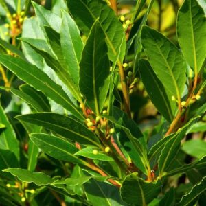 Laurus Flavour Master