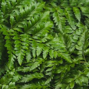 Leatherleaf Fern
