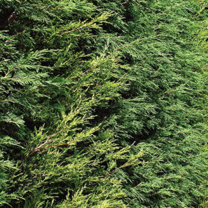 Cupressus Castlewellan Gold