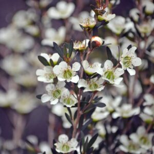 Leptospermum Burgundy