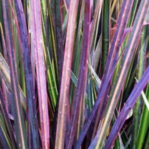 Libertia Taupo Blaze