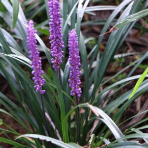 Liriope Summer Beauty
