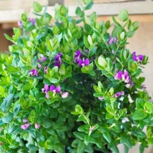Polygala Little Polly