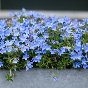 Lobelia