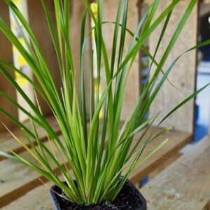 Lomandra Katrinus Deluxe