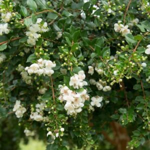 Chilean Myrtle
