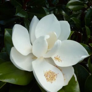 Magnolia Coolwyn Gloss