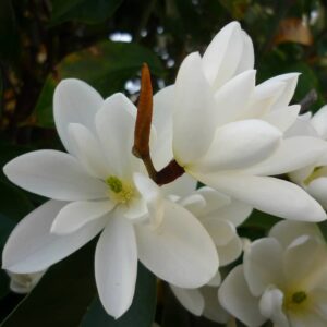 Magnolia Inspiration