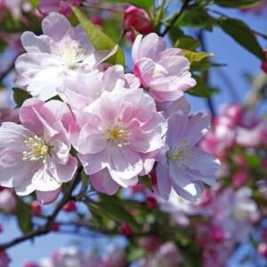 Betchel's Crab Apple