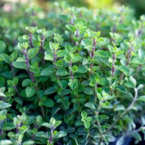 Marjoram