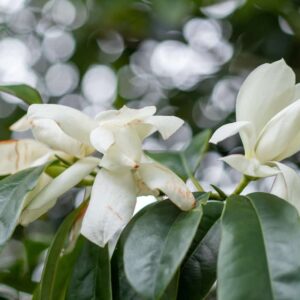 Himalayan Evergreen Magnolia