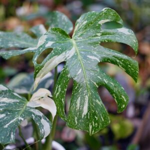Monstera Thai Constellation