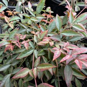 Nandina Obsession