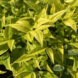 Nandina Lemon and Lime