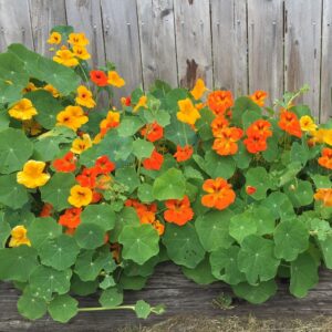 Nasturtium