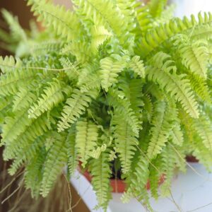 Blue Bell Fern