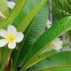 Frangipani
