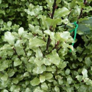 Pittosporum Screen Master