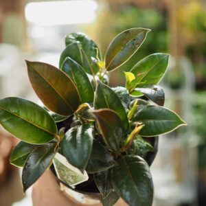 Robusta Rubber Plant