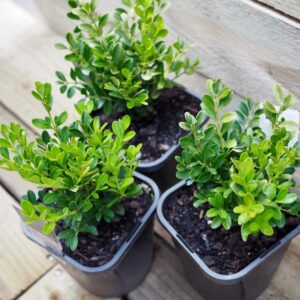 Buxus Korean Box