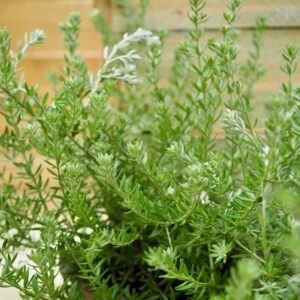 Coastal Rosemary
