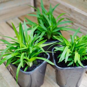 Dianella Petite Marie