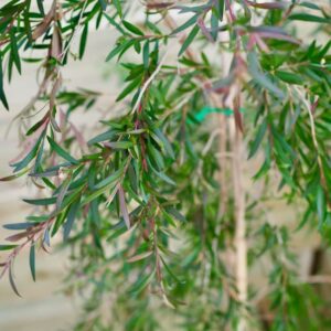 Leptospermum Copper Glow
