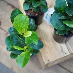 Dwarf Fiddle Leaf Fig