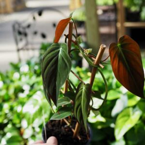Philodendron Micans