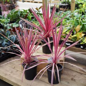 Cordyline Pink Passion