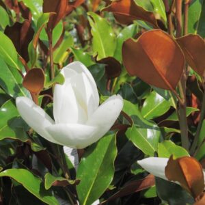 Magnolia Little Gem