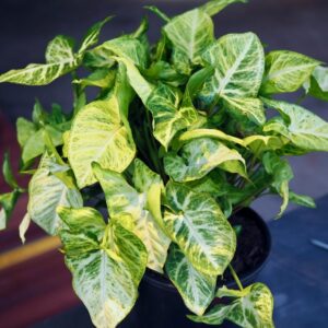 Syngonium Neon Robusta