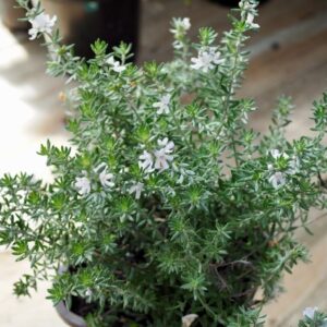 Westringia Wynyabbie Gem