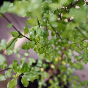 Pittosporum Silver Sheen